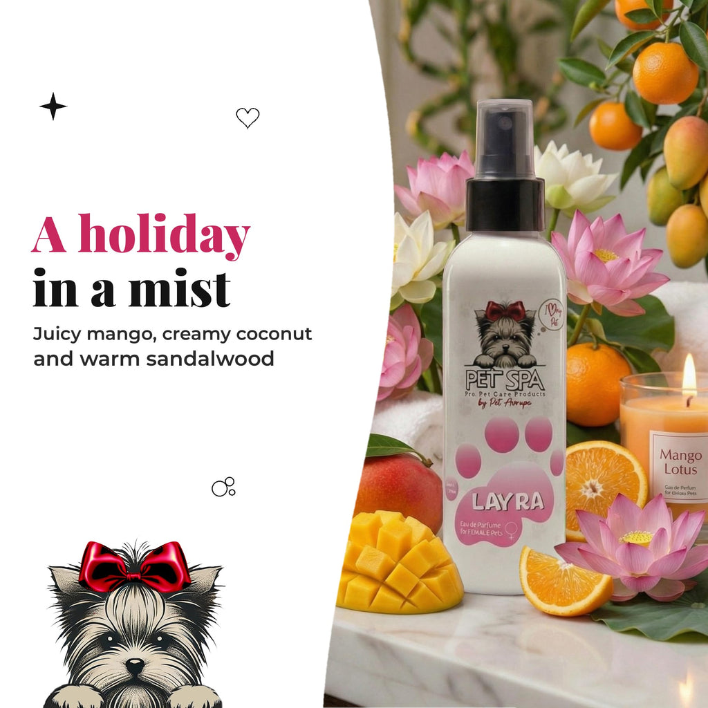 PET SPA Layra – a holiday in a mist